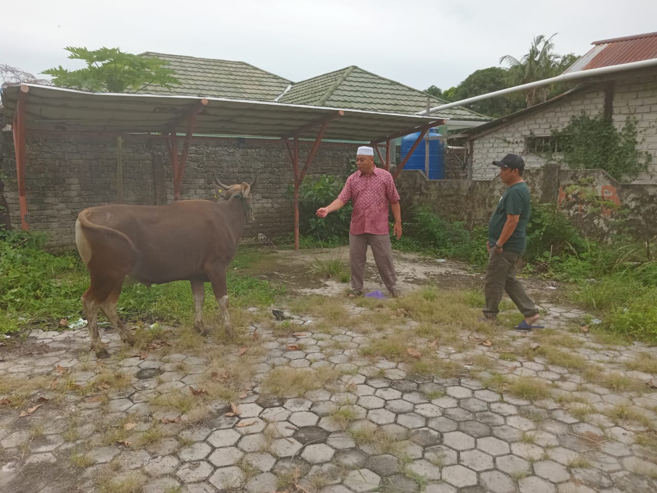 Jelang Idul Adha Pemkab Sumbang Sebanyak Ekor Sapi Lokal Untuk