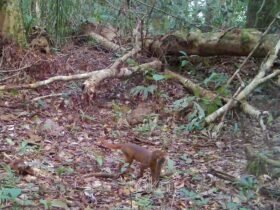 Kucing Merah Kalimantan Terekam Camera Trap di Hutan TNKM