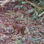 Kucing Merah Kalimantan Terekam Camera Trap di Hutan TNKM