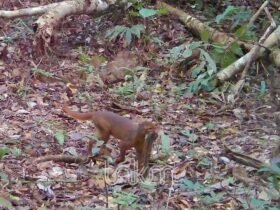 Kucing Merah Kalimantan Terekam Camera Trap di Hutan TNKM