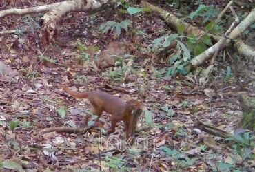 Kucing Merah Kalimantan Terekam Camera Trap di Hutan TNKM