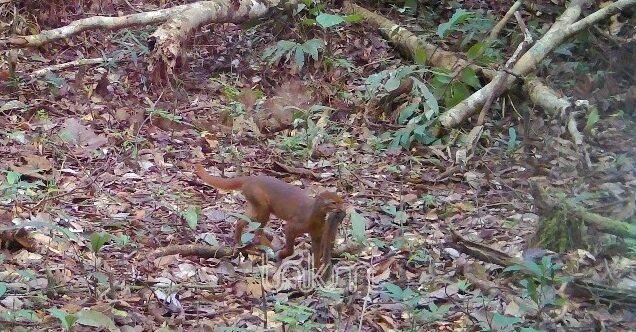 Kucing Merah Kalimantan Terekam Camera Trap di Hutan TNKM