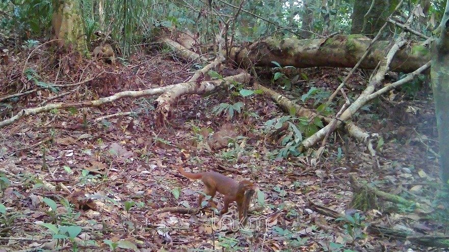 Kucing Merah Kalimantan Terekam Camera Trap di Hutan TNKM